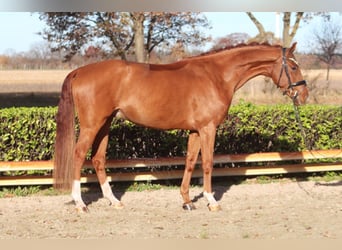 Hannover, Castrone, 3 Anni, 168 cm