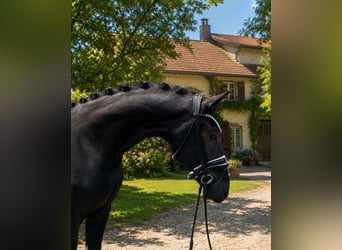 Hannover, Castrone, 3 Anni, 168 cm, Morello