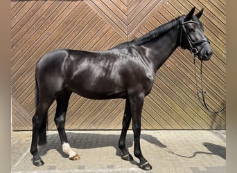 Hannover, Castrone, 3 Anni, 168 cm, Morello