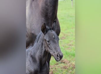 Hannover, Castrone, 3 Anni, 168 cm, Morello