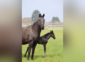 Hannover, Castrone, 3 Anni, 168 cm, Morello