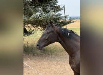 Hannover, Castrone, 3 Anni, 168 cm, Morello