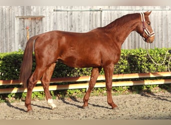 Hannover, Castrone, 3 Anni, 168 cm, Sauro