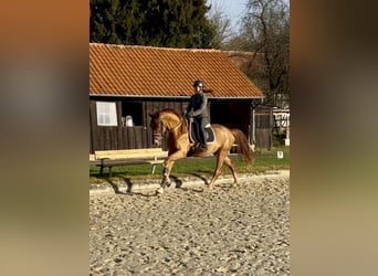 Hannover, Castrone, 3 Anni, 168 cm, Sauro