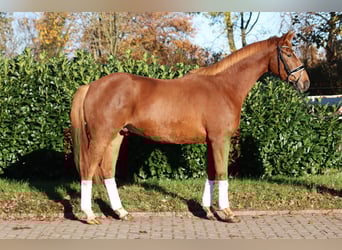 Hannover, Castrone, 3 Anni, 168 cm, Sauro