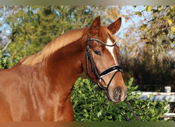 Hannover, Castrone, 3 Anni, 168 cm, Sauro