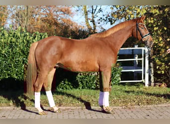 Hannover, Castrone, 3 Anni, 168 cm, Sauro
