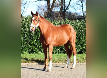 Hannover, Castrone, 3 Anni, 168 cm, Sauro