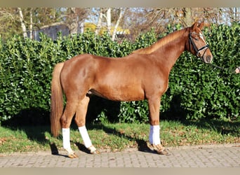 Hannover, Castrone, 3 Anni, 168 cm, Sauro