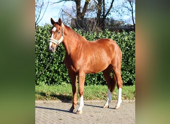 Hannover, Castrone, 3 Anni, 168 cm, Sauro