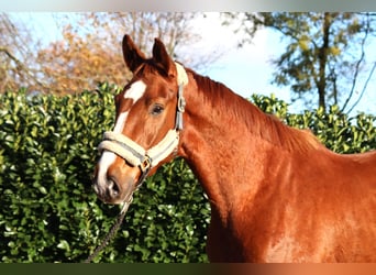 Hannover, Castrone, 3 Anni, 168 cm, Sauro