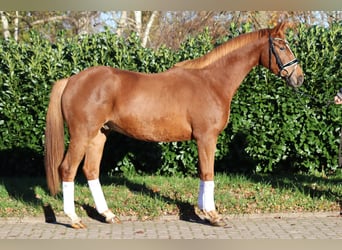 Hannover, Castrone, 3 Anni, 168 cm, Sauro
