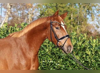 Hannover, Castrone, 3 Anni, 168 cm, Sauro