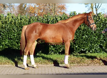 Hannover, Castrone, 3 Anni, 168 cm, Sauro