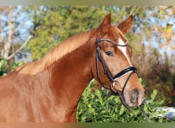Hannover, Castrone, 3 Anni, 168 cm, Sauro