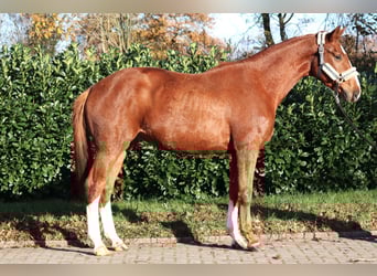 Hannover, Castrone, 3 Anni, 168 cm, Sauro