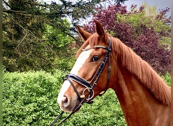 Hannover, Castrone, 3 Anni, 168 cm, Sauro