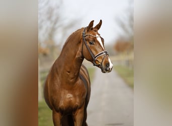 Hannover, Castrone, 3 Anni, 168 cm, Sauro scuro