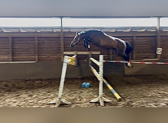 Hannover, Castrone, 3 Anni, 169 cm, Baio
