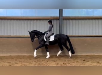 Hannover, Castrone, 3 Anni, 169 cm, Morello