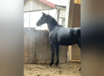 Hannover, Castrone, 3 Anni, 169 cm, Morello