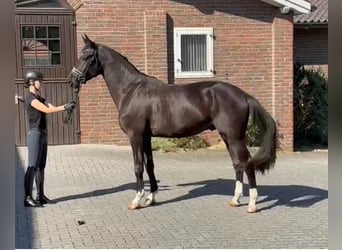 Hannover, Castrone, 3 Anni, 169 cm, Morello
