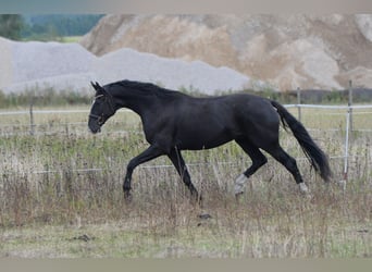 Hannover, Castrone, 3 Anni, 169 cm, Morello