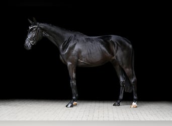 Hannover, Castrone, 3 Anni, 169 cm, Morello