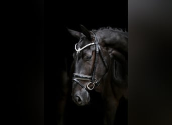 Hannover, Castrone, 3 Anni, 169 cm, Morello