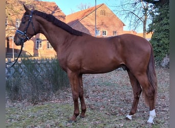 Hannover, Castrone, 3 Anni, 169 cm, Sauro