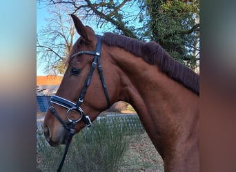 Hannover, Castrone, 3 Anni, 169 cm, Sauro