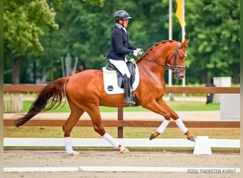Hannover, Castrone, 3 Anni, 169 cm, Sauro