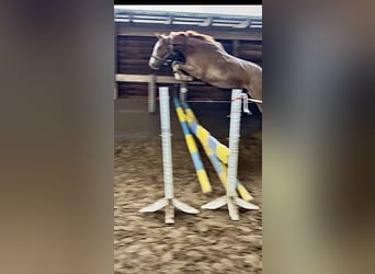 Hannover, Castrone, 3 Anni, 169 cm, Sauro