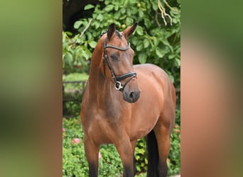 Hannover, Castrone, 3 Anni, 170 cm, Baio
