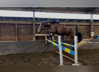 Hannover, Castrone, 3 Anni, 170 cm, Baio