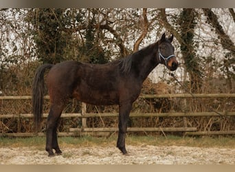 Hannover, Castrone, 3 Anni, 170 cm, Baio