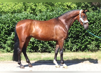 Hannover, Castrone, 3 Anni, 170 cm, Baio