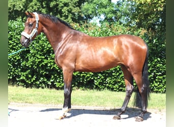 Hannover, Castrone, 3 Anni, 170 cm, Baio