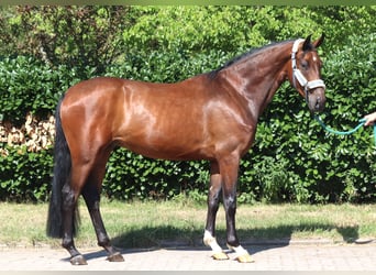 Hannover, Castrone, 3 Anni, 170 cm, Baio