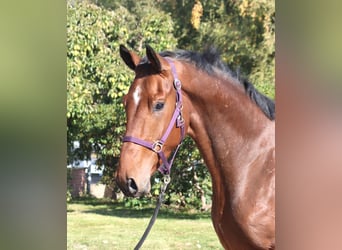 Hannover, Castrone, 3 Anni, 170 cm, Baio