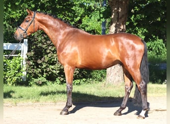 Hannover, Castrone, 3 Anni, 170 cm, Baio