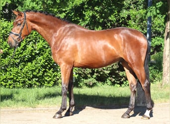 Hannover, Castrone, 3 Anni, 170 cm, Baio