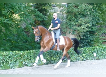 Hannover, Castrone, 3 Anni, 170 cm, Baio
