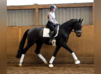 Hannover, Castrone, 3 Anni, 170 cm, Baio nero