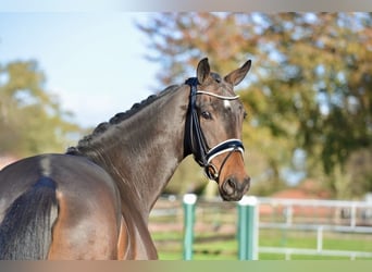 Hannover, Castrone, 3 Anni, 170 cm, Baio scuro