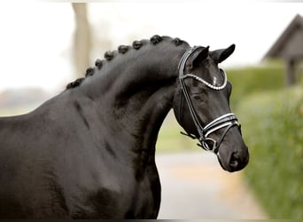 Hannover, Castrone, 3 Anni, 170 cm, Morello