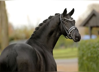 Hannover, Castrone, 3 Anni, 170 cm, Morello