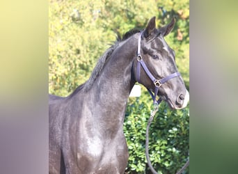 Hannover, Castrone, 3 Anni, 170 cm, Morello