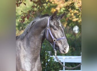 Hannover, Castrone, 3 Anni, 170 cm, Morello
