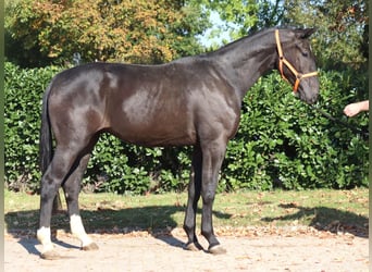 Hannover, Castrone, 3 Anni, 170 cm, Morello